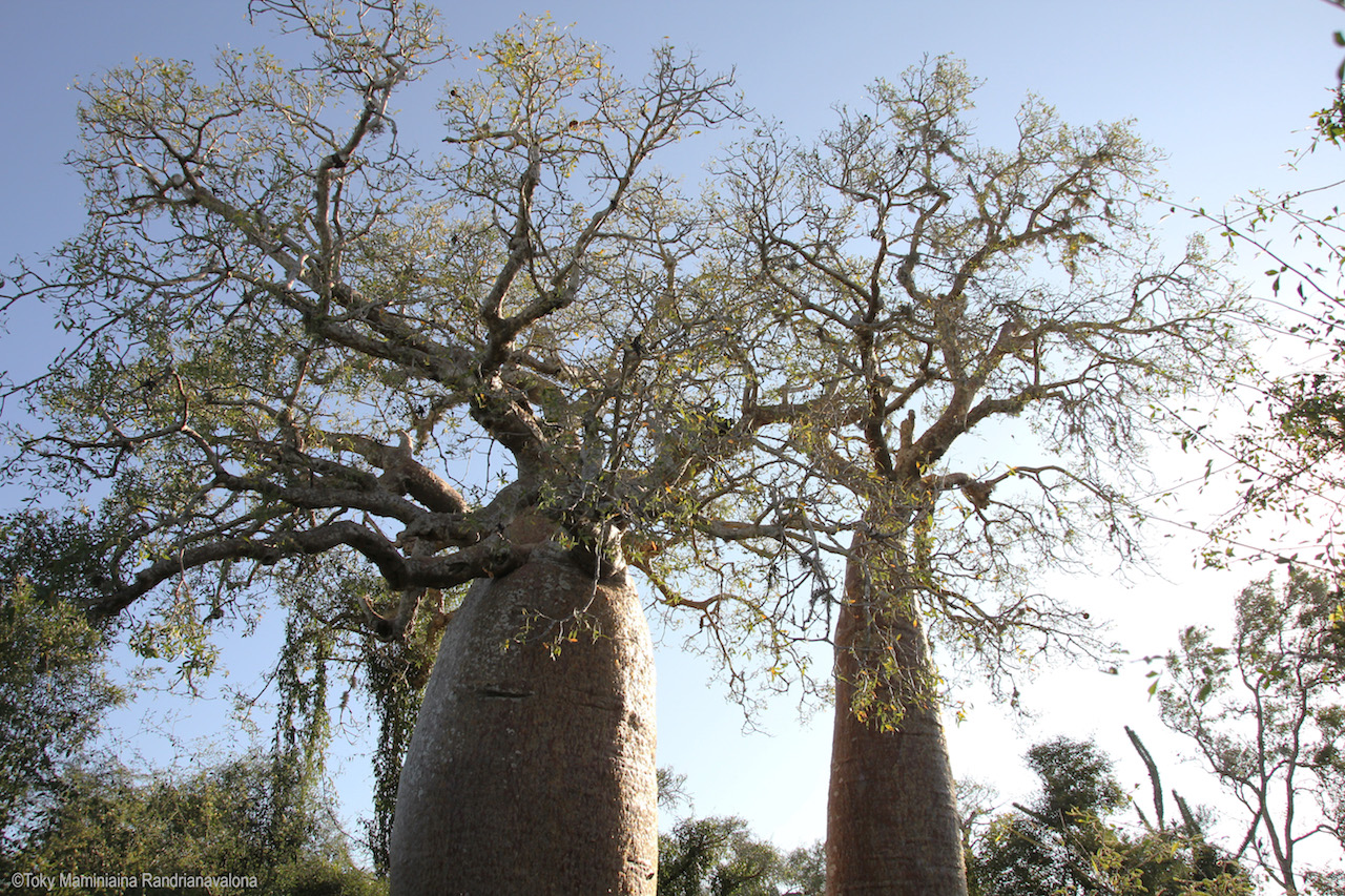 Baobab sur le chemin menant à Ifaty dans le sud-ouest de l'île