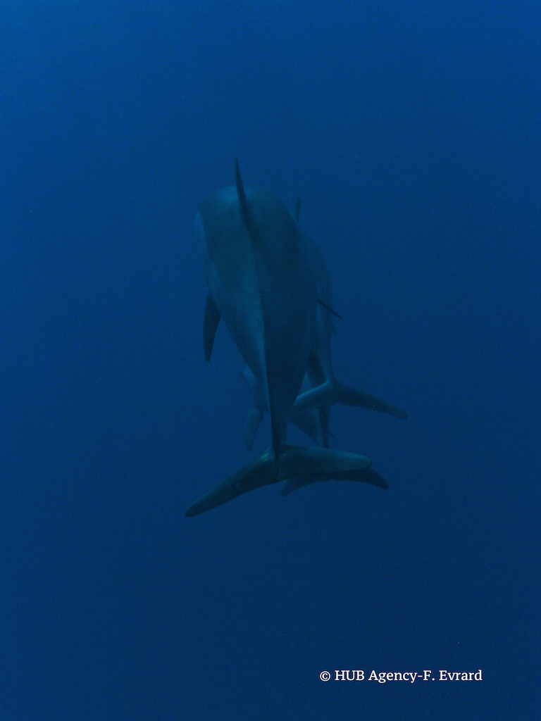 Nager avec les dauphins