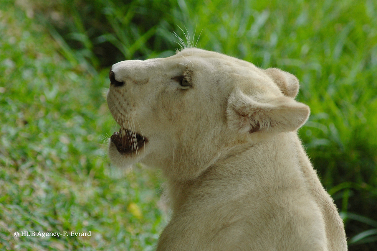 Lion de Casela