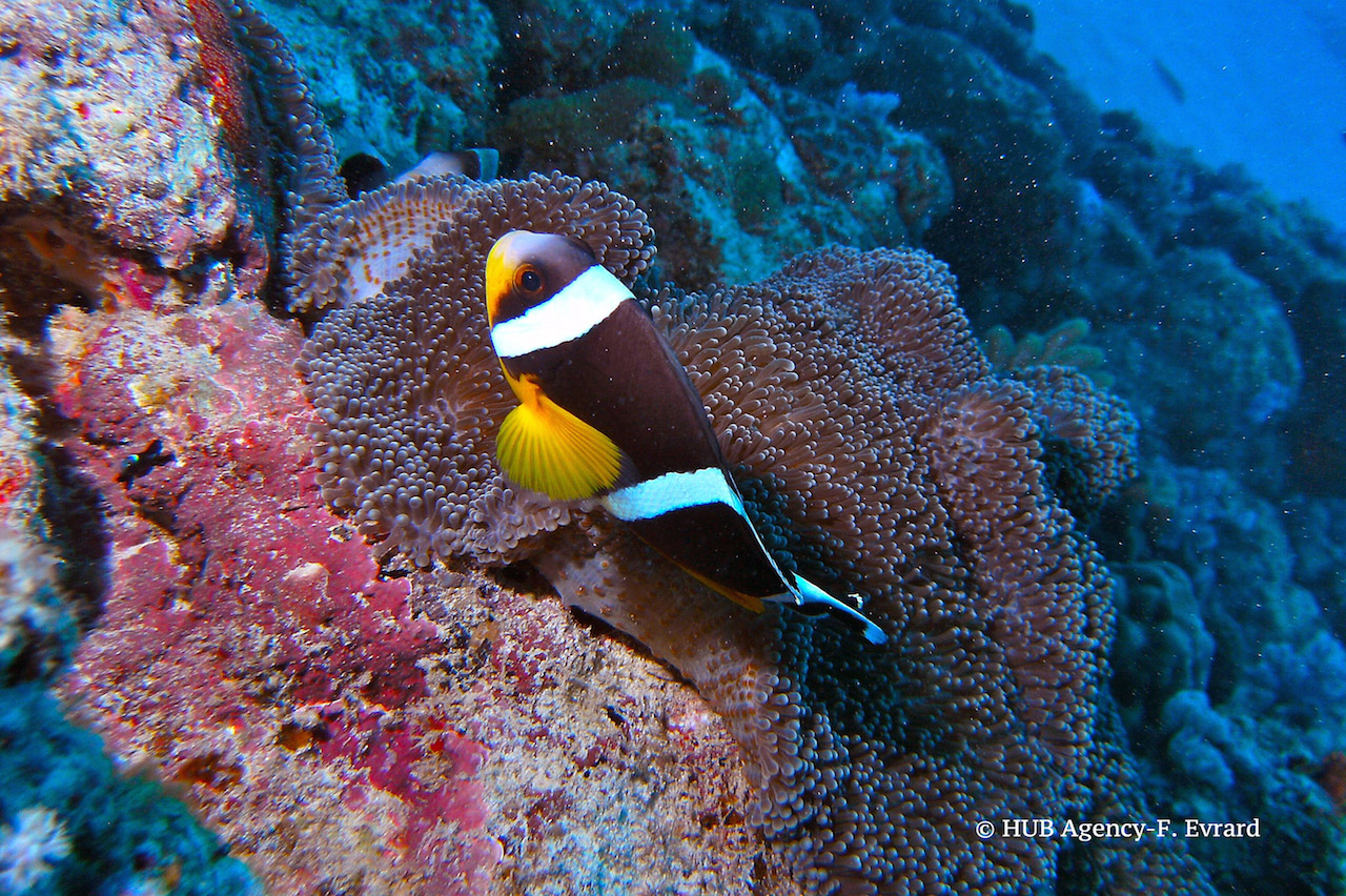 Poisson clown de Maurice