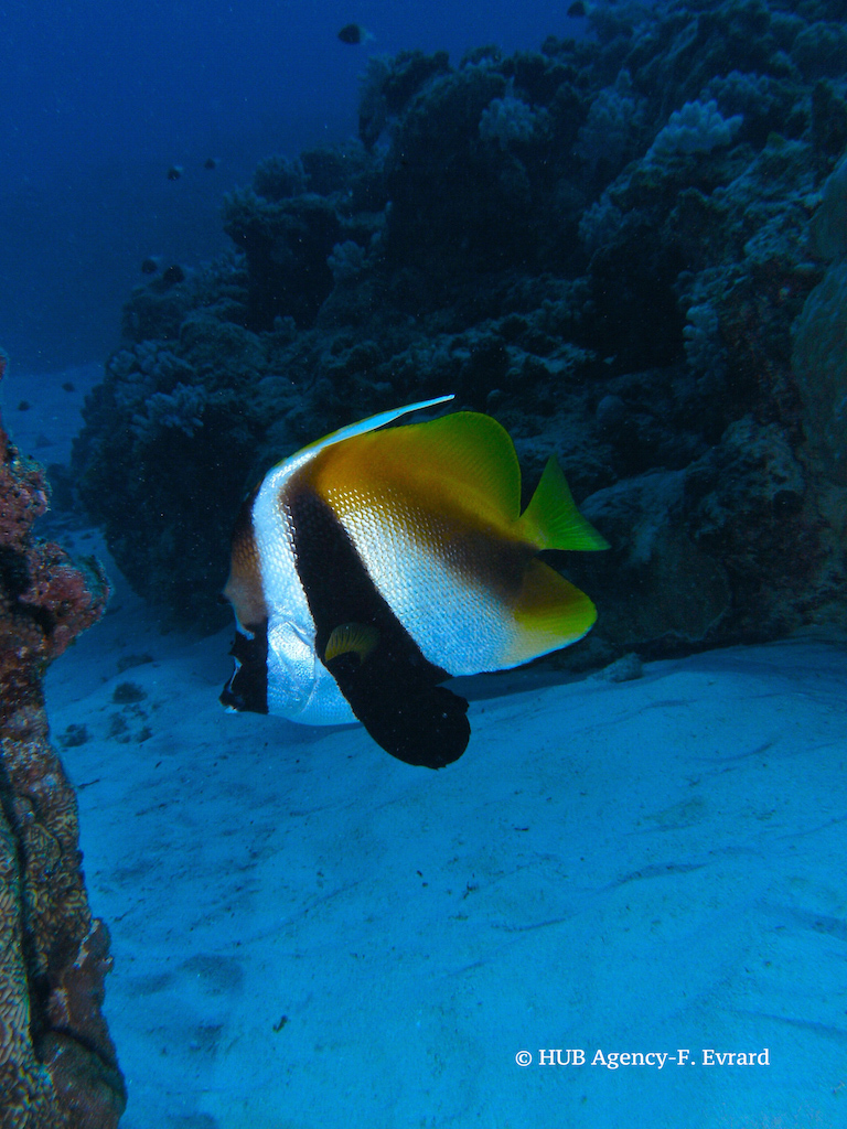 Poisson cocher masqué