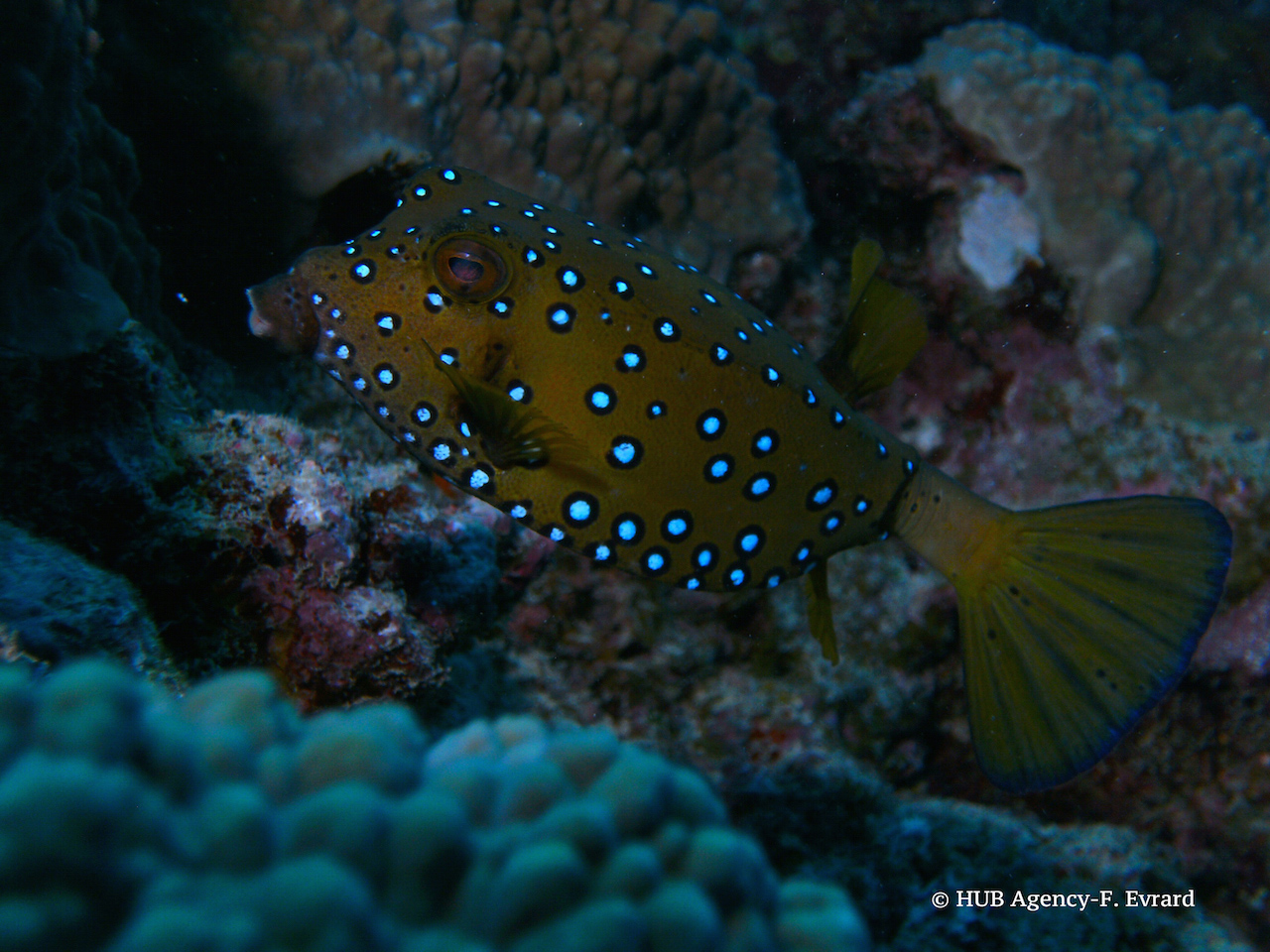 Poisson coffre jaune