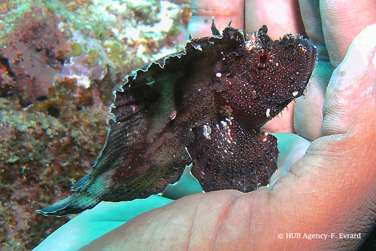 Poisson grenouille