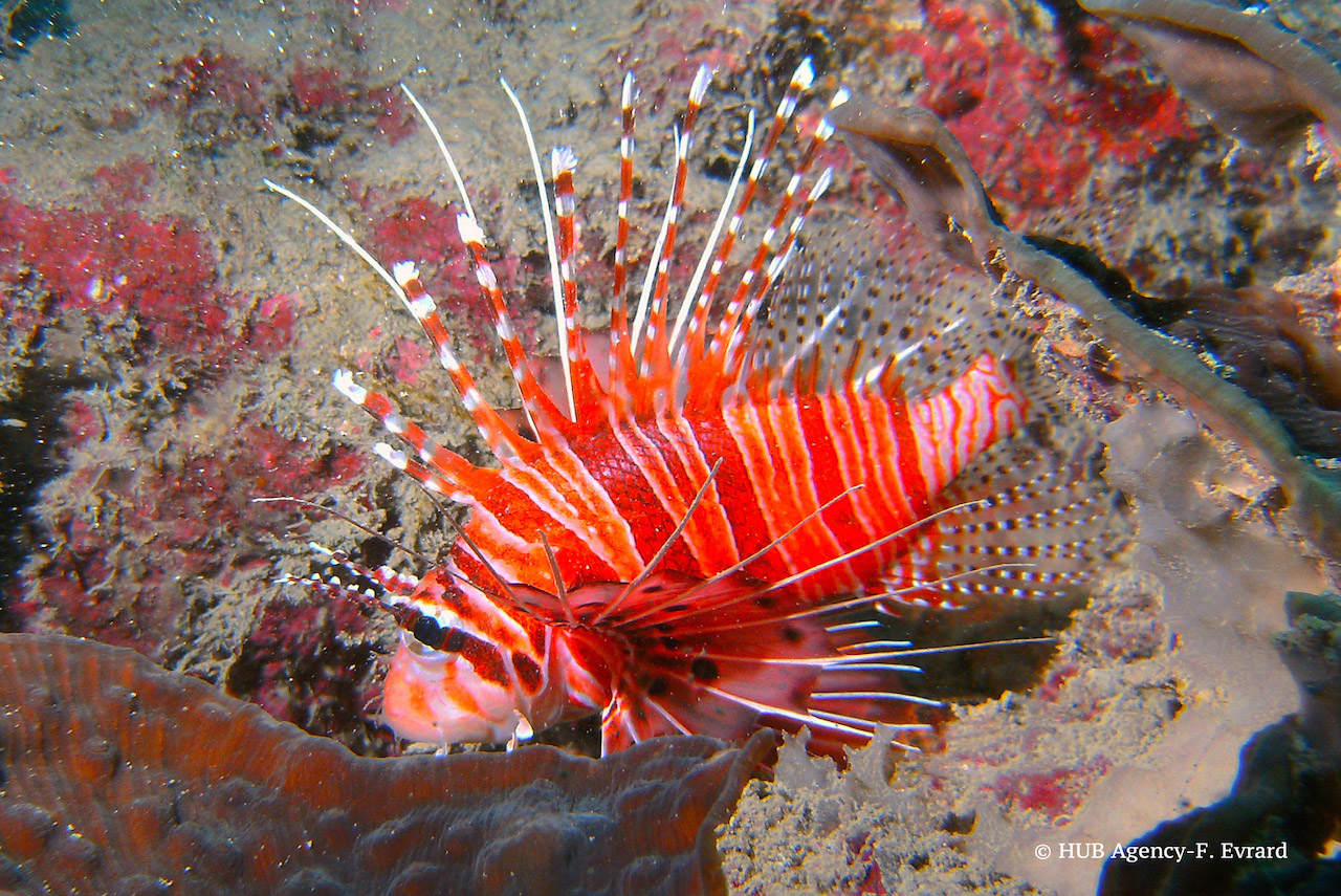 Poisson lion