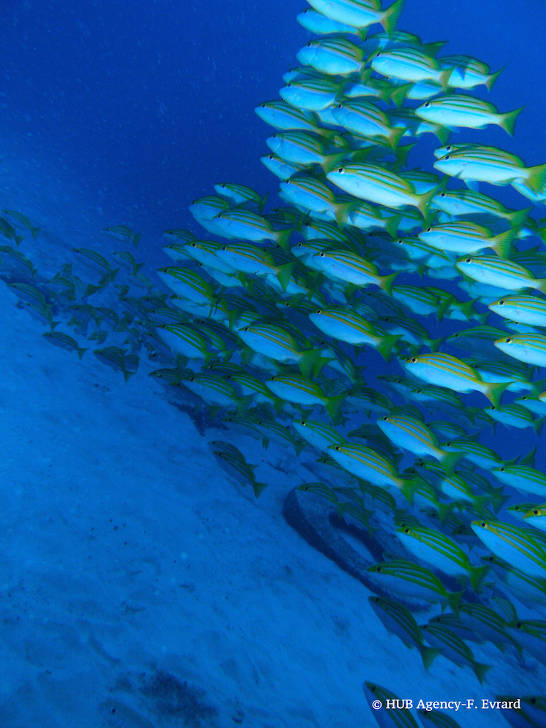 Poissons Vivaneau à raies bleues