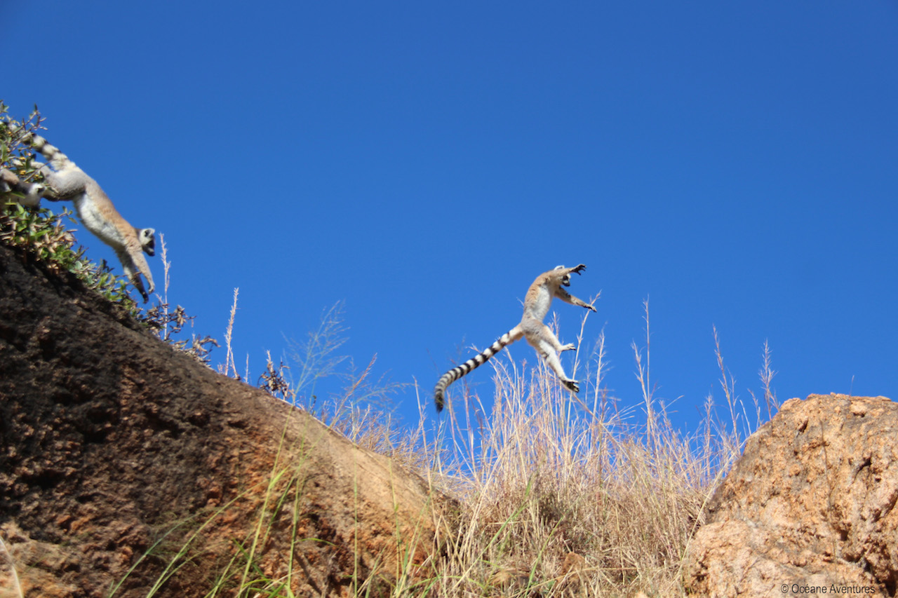 Rencontre avec les lémuriens dans la parc national d'Isalo
