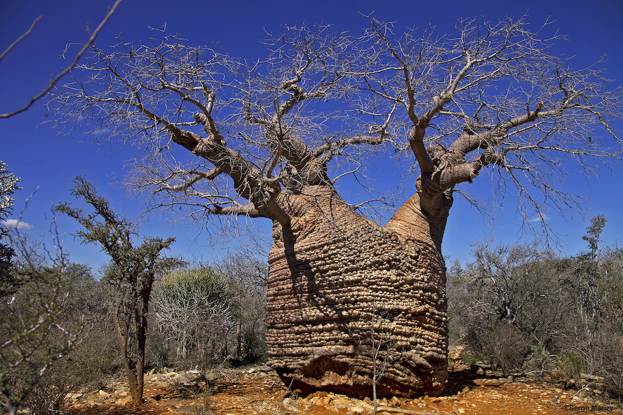 Boabab dans l'arboretum d'Antsokay à Tulear dans la sud de l'île