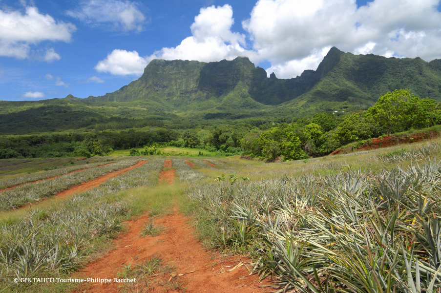 Champ d'ananas à Raiatea.