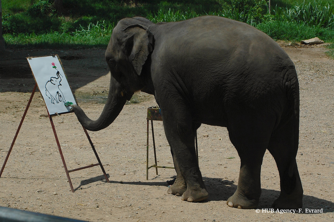 Peinture par un éléphant