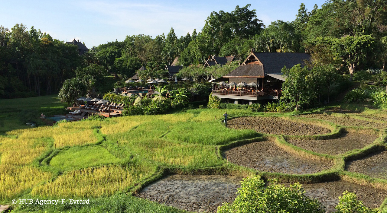 Rizières du Four Season Chiang Mai