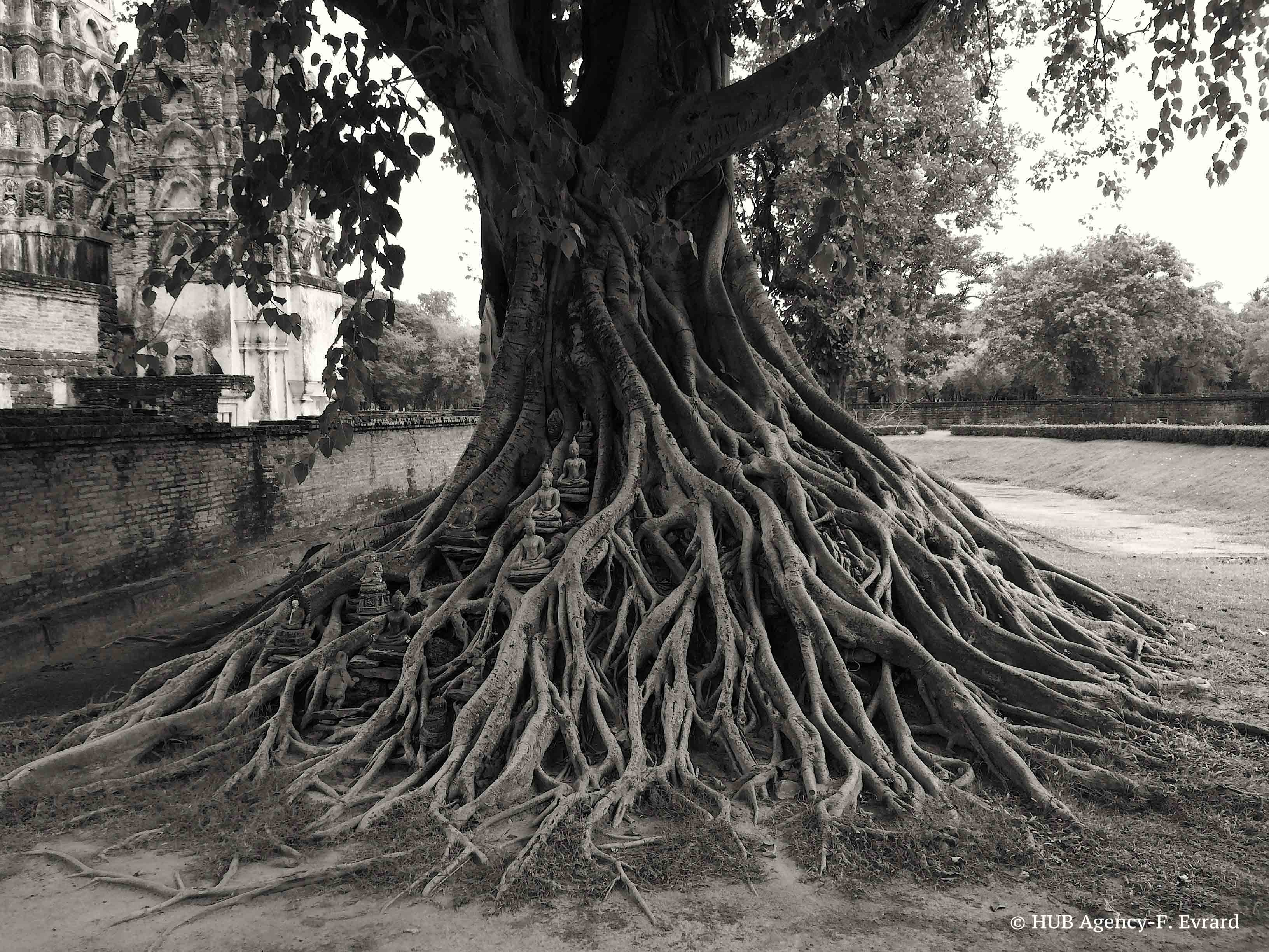 Vieil arbre Sukhotai