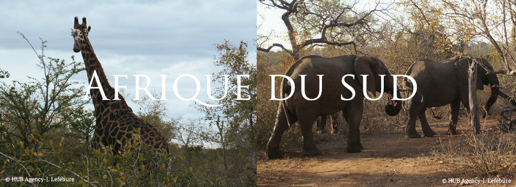 Safari Afrique du Sud lion elephant rhinocéros lodge