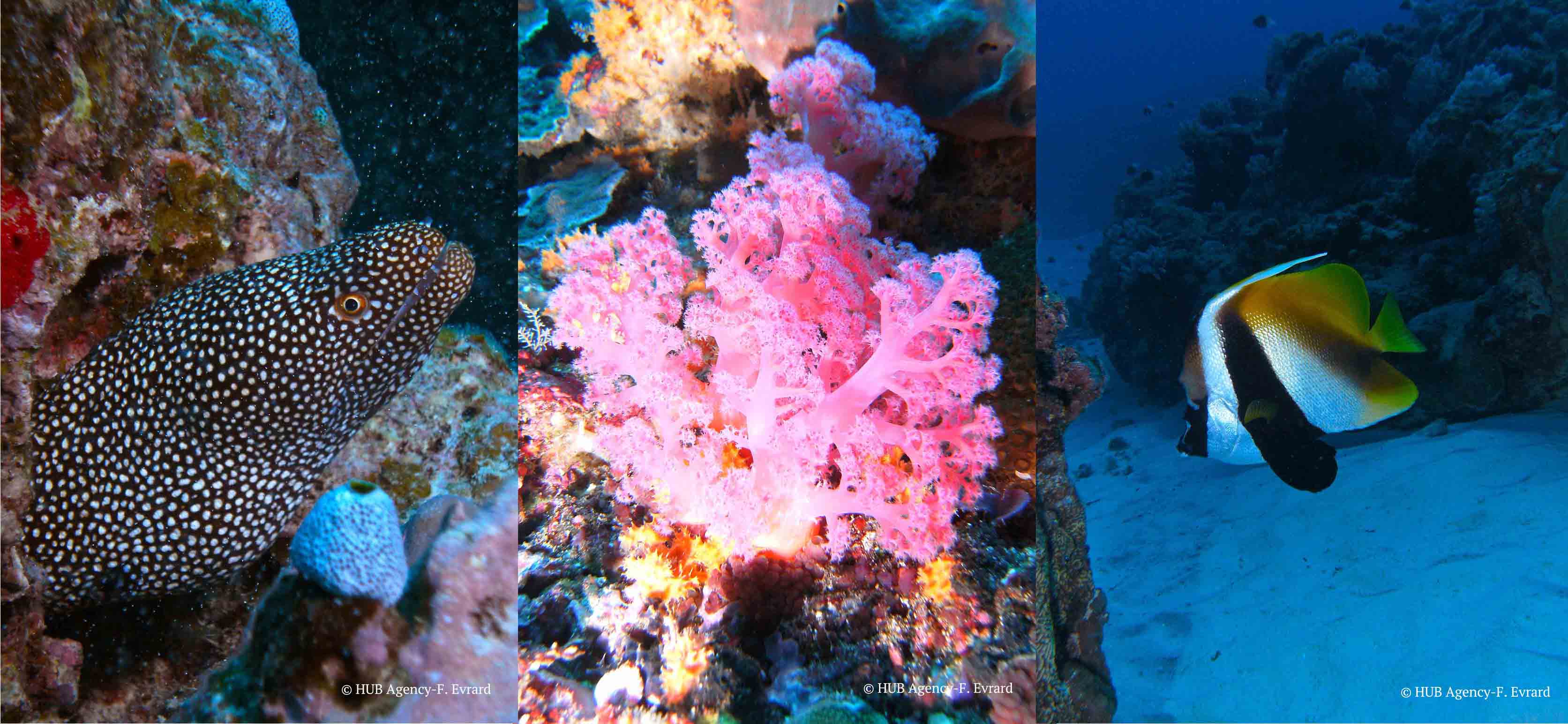 Plongée Diving Padi Scuba Poisson Murène poisson scorpion lionfish corail Iles Maldives Bali Maurice Madagascar Mexique Caraïbe Tahiti 