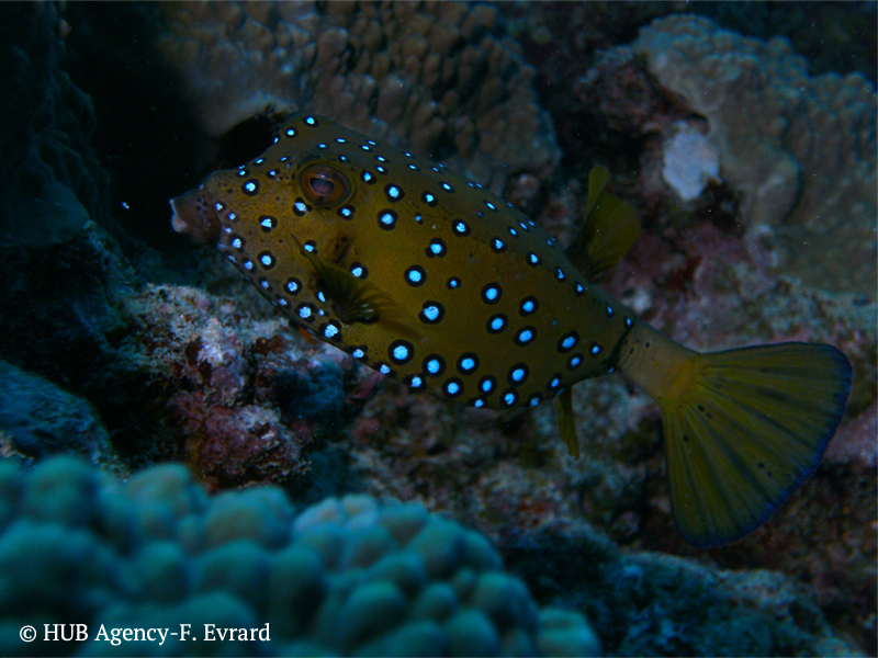 Poisson ballon jaune Ile Maurice Plongée Diving Padi