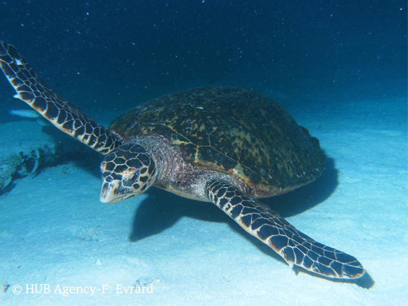 Tortue de mer Turtle Iles Maldives plongée Diving Padi Scuba